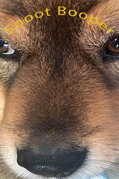 Snoot Booper